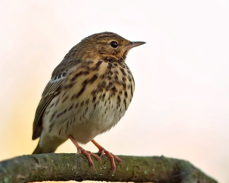 Конек, Лесной конек *** фото превью