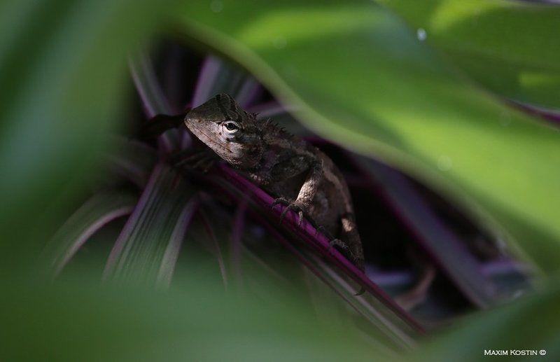 ящерицы, мальдивы, canon, 1dx, фотоохота, Прятки маленьких драконов фото превью