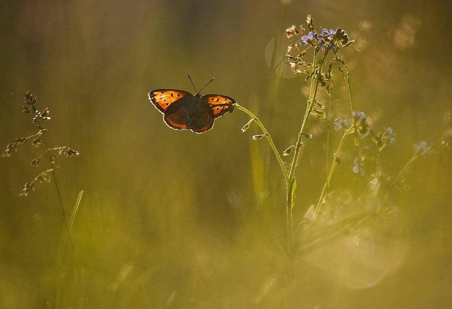 , Вячеслав Мищенко