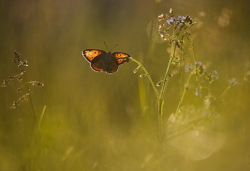 Июнь.Утро.. фото превью