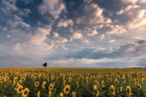 В мире солнечных цветов