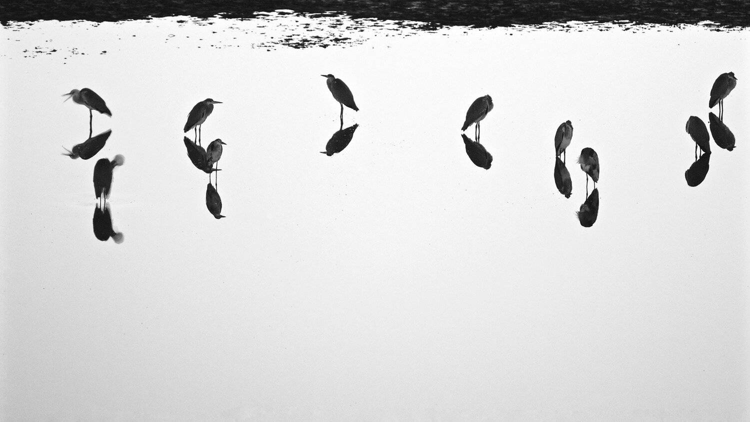 цапли,ночь,болото,природа, Мазурин Евгений