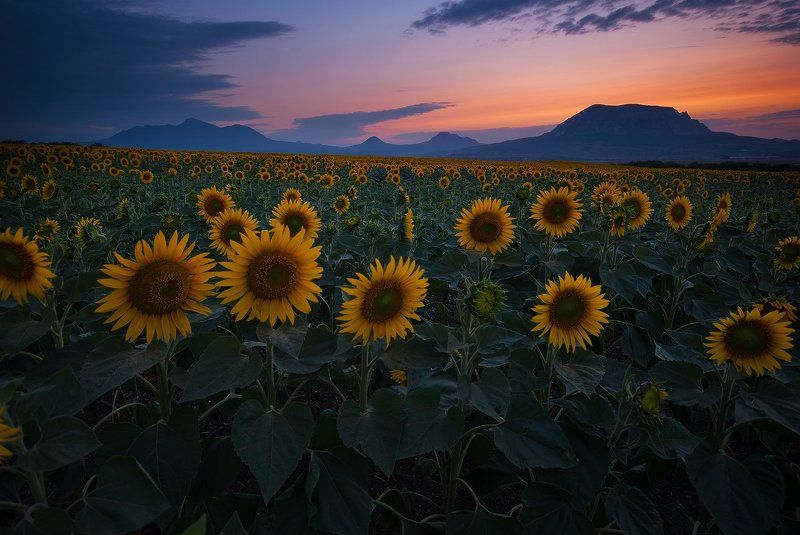 Уже надсолонечники фото превью