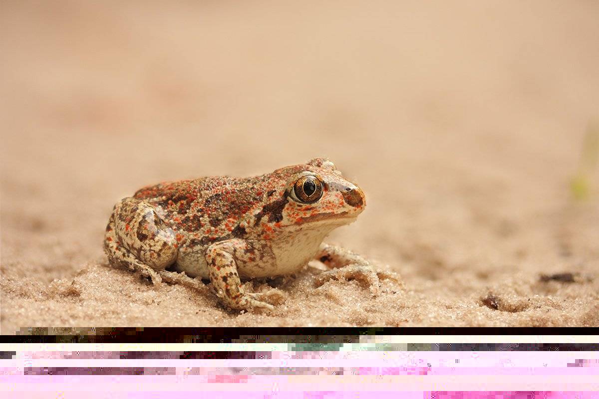 Pelobates fuscus, Жаба, Толстоголовая травянка, Чесночница, Роман Рысь