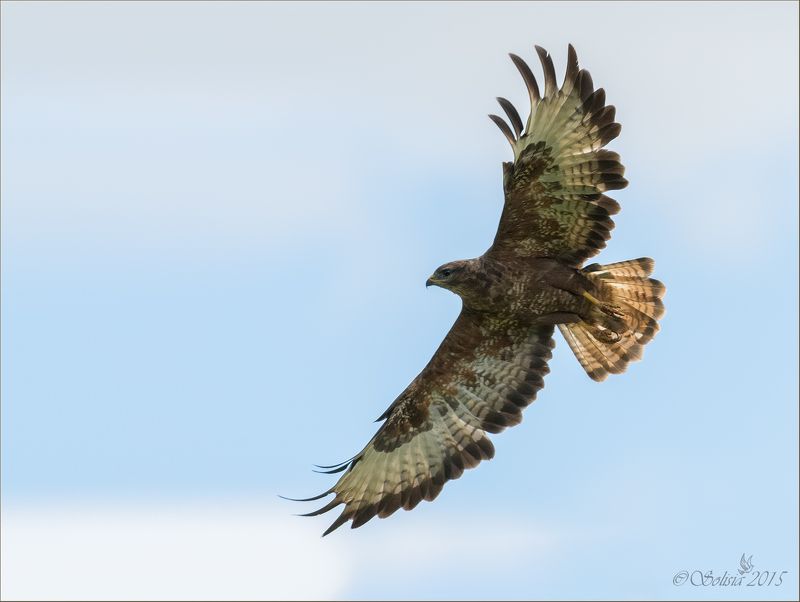 птицы, природа, хищник, канюк, buteo buteo, лето, август, 2015, подмосковье, сергиево-посадский р-он Канюк фото превью