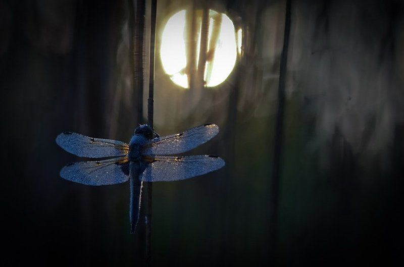 Боке, Роса, Стрекоза, Утро У каждого свое солнце фото превью