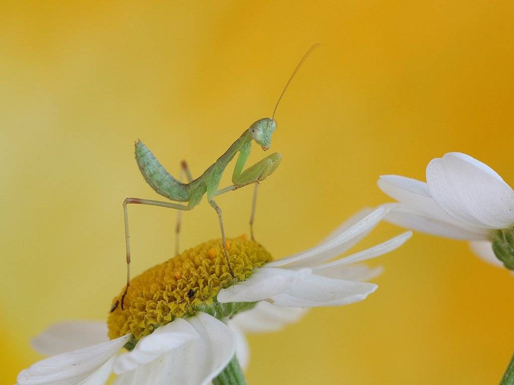 , Сергей Таланов
