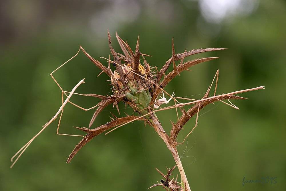 , Игорь ФУММ