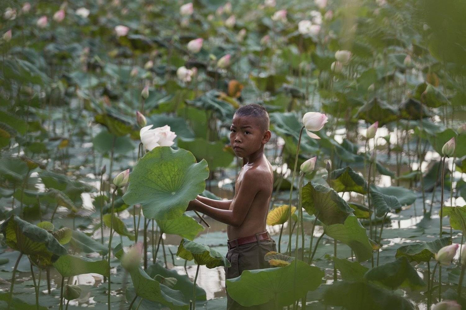 boy,asia,worker,on pond,lotus,flower,thaipeople,people,, SUTIPORN SOMNAM