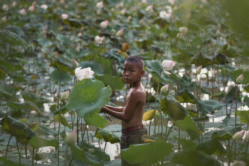 boy,asia,worker,on pond,lotus,flower,thaipeople,people, Children Keep the lotus фото превью