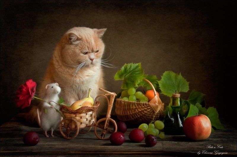 Rats\'n\'Cats. Жизнь идёт своим чередом фото превью