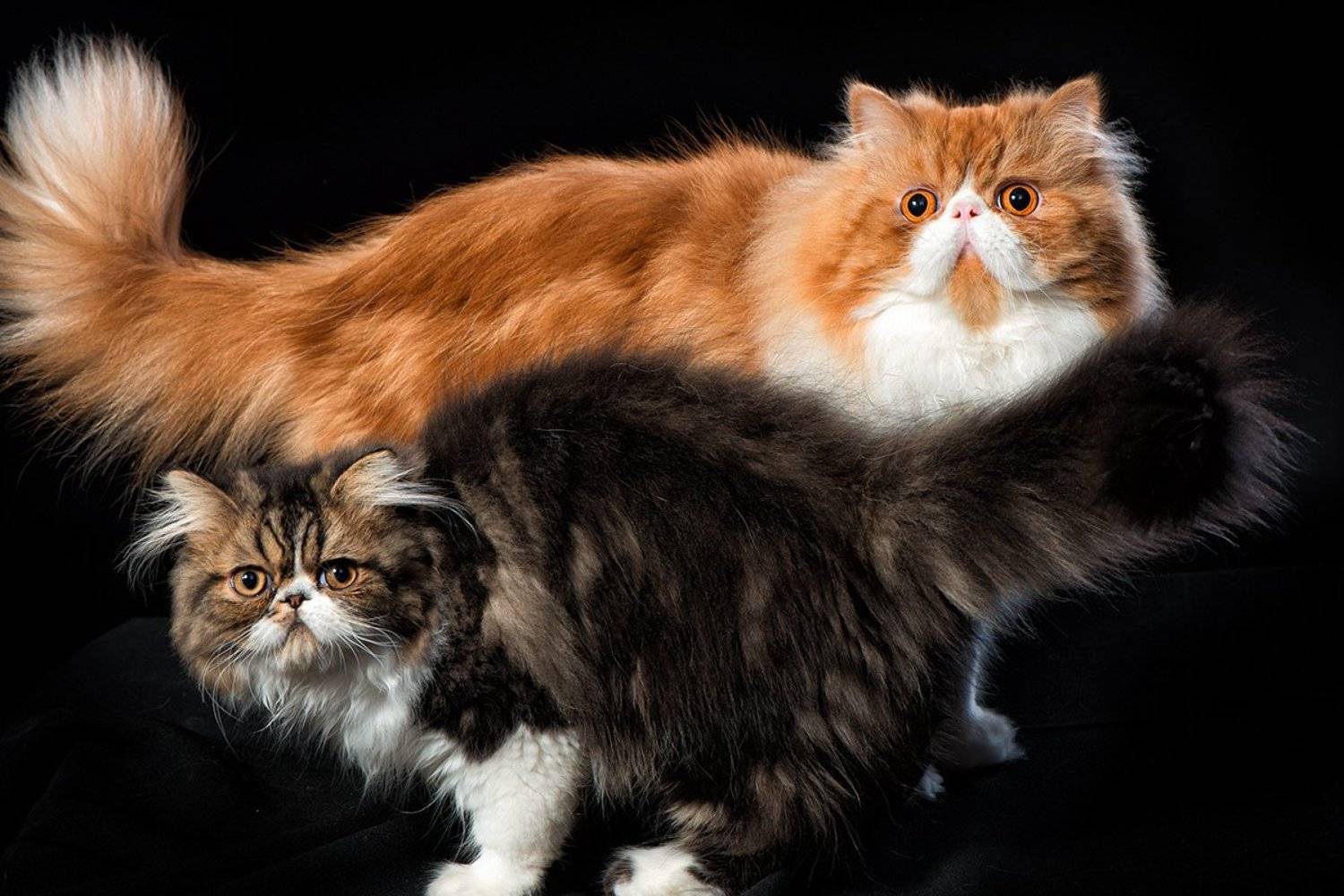 кот, кошка, питомцы, шерсть, животные, персидский, Анатолий Тимофеев