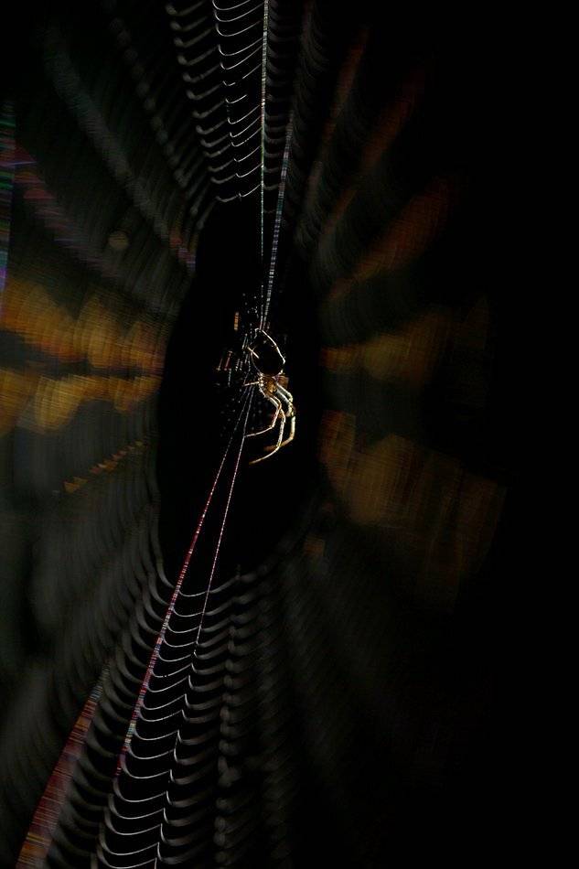 , Иваненко Светлана