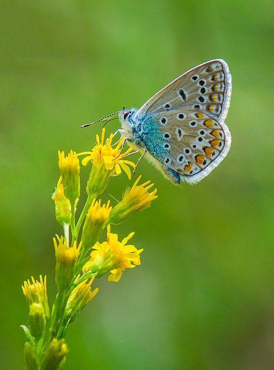 , Pawel Plucinski