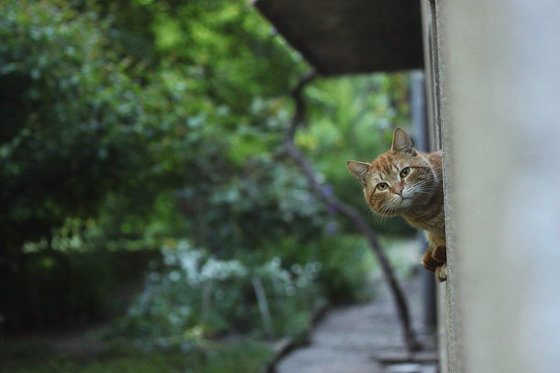 кот фото превью