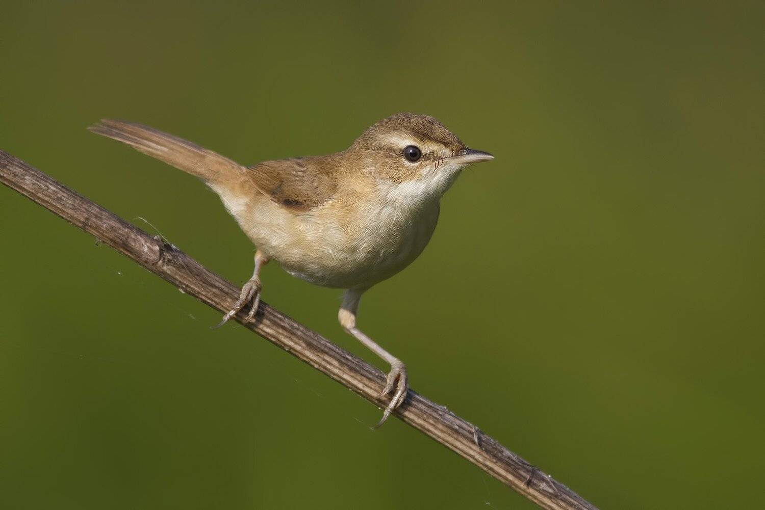 Индийская камышевка, Ляпустин Юра