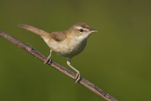 Paddy- field Warbler.