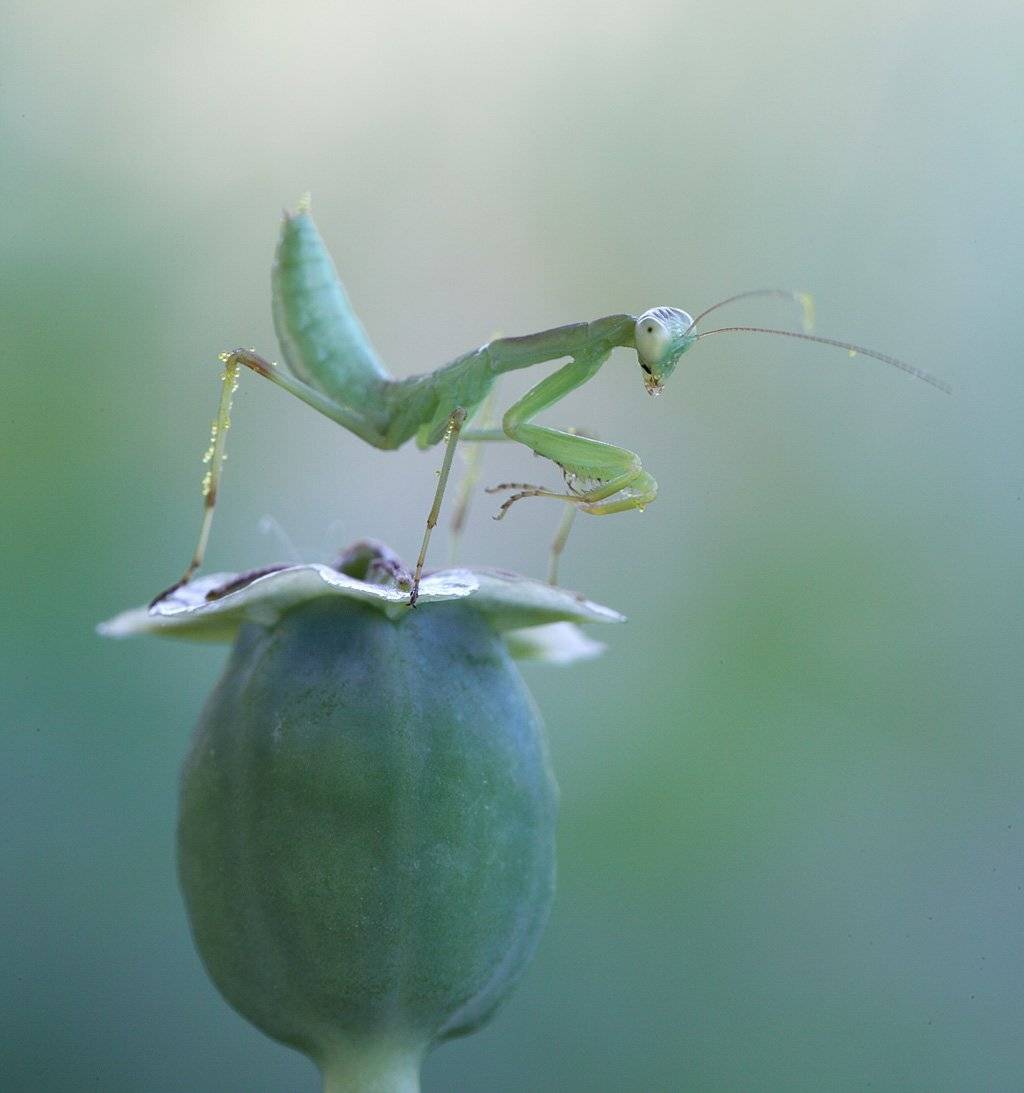 , Сергей Таланов