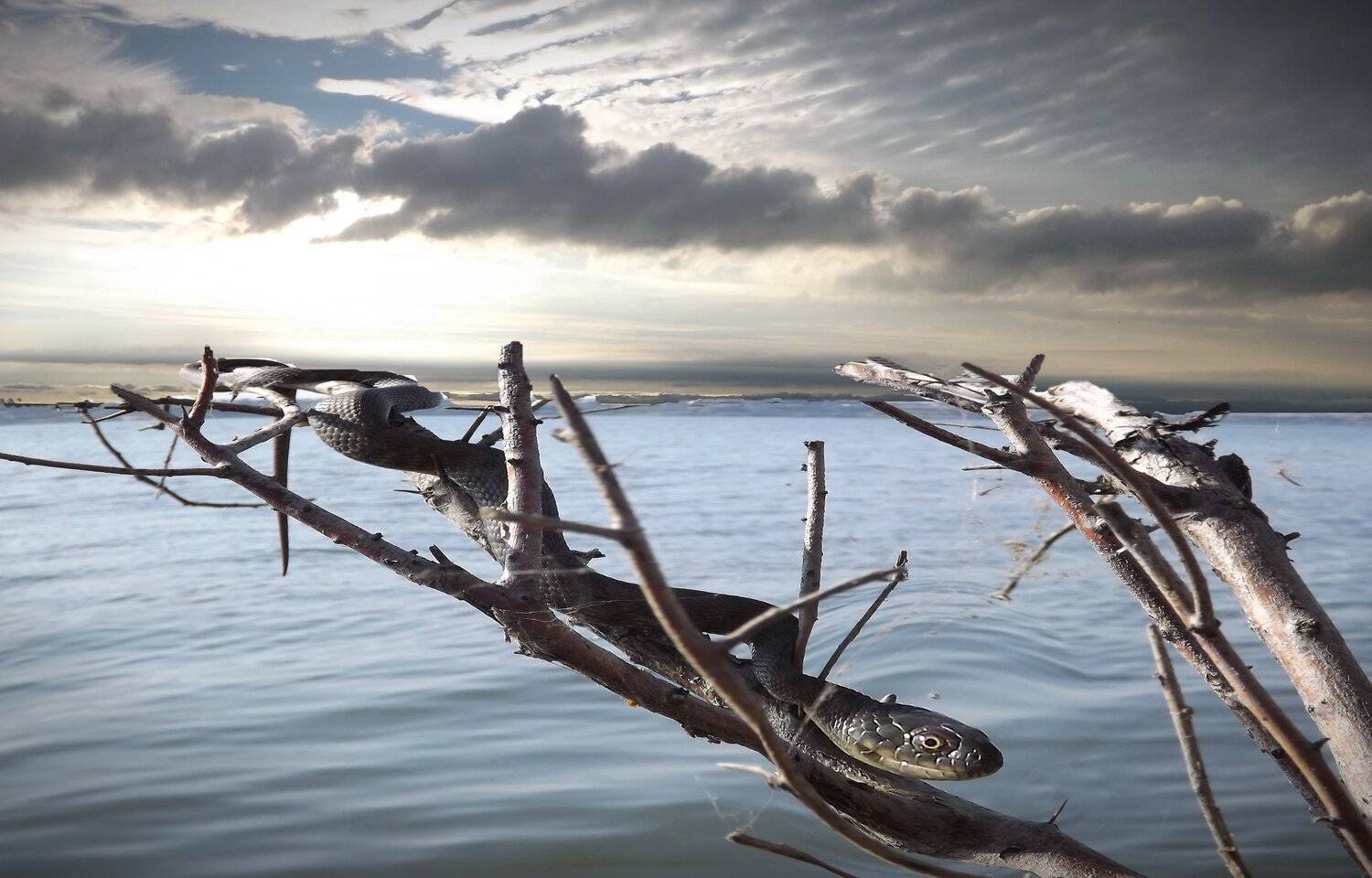 одесса, Сергей Кошелев