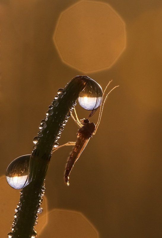 Восход. фото превью