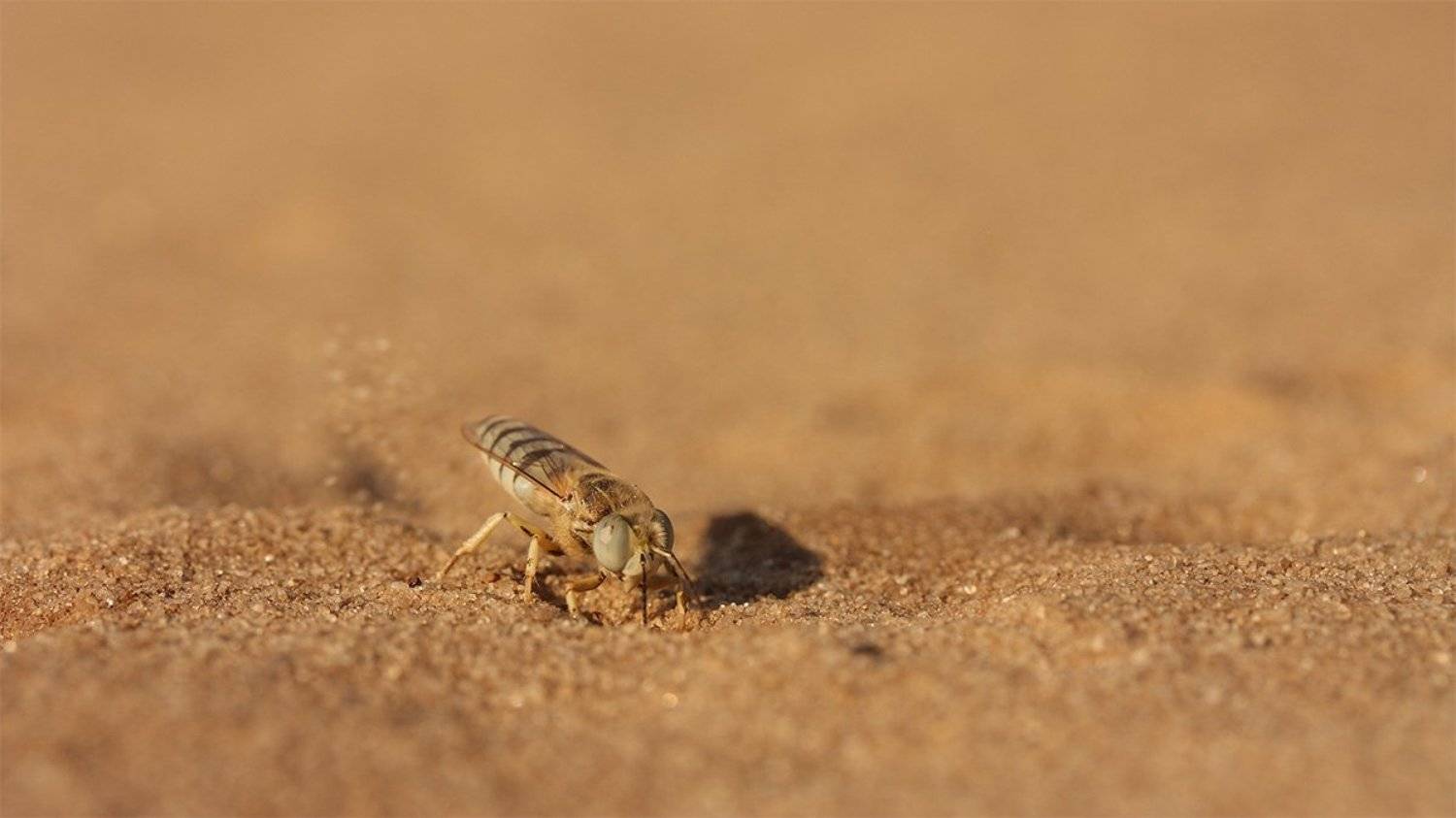 Bembix olivacea, Бембекс оливковый, Роман Рысь