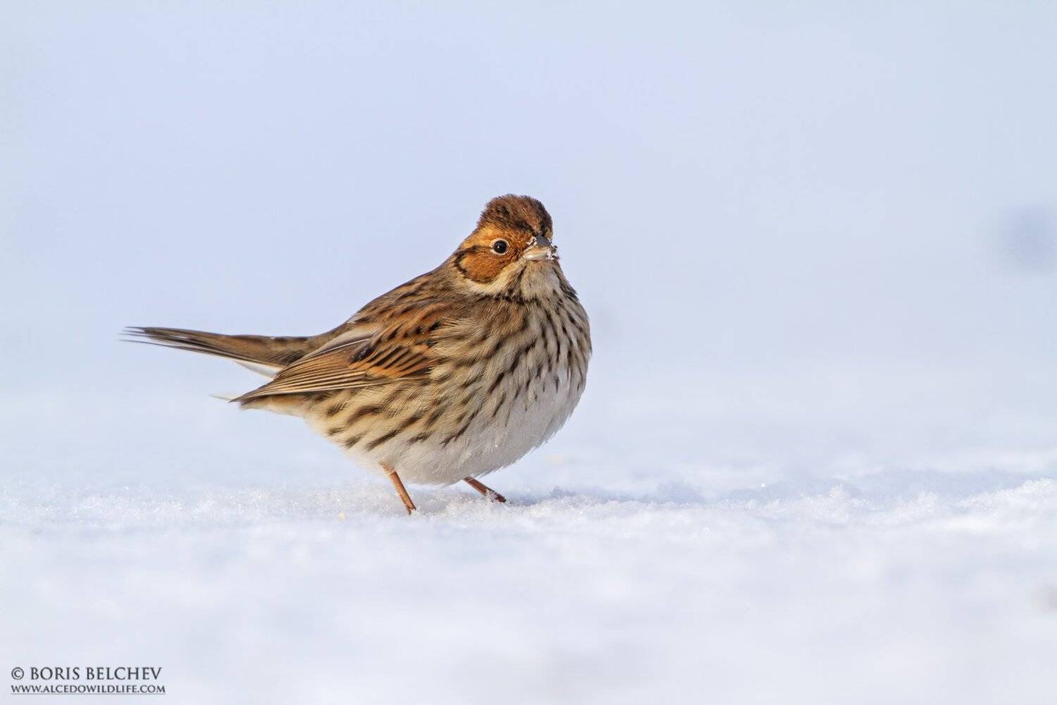 овсянка-крошка, emberiza pusillа, борис белчев, зима, Борис Белчев