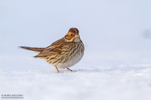 Овсянка-крошка (лат. Emberiza pusilla)