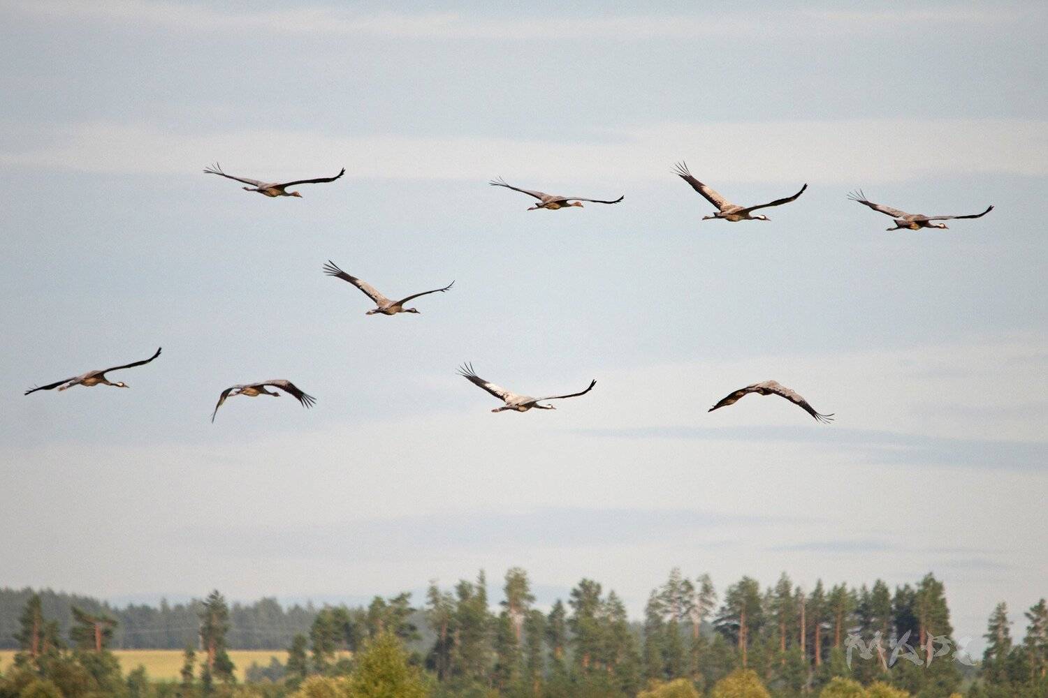 , Шангареев Марс