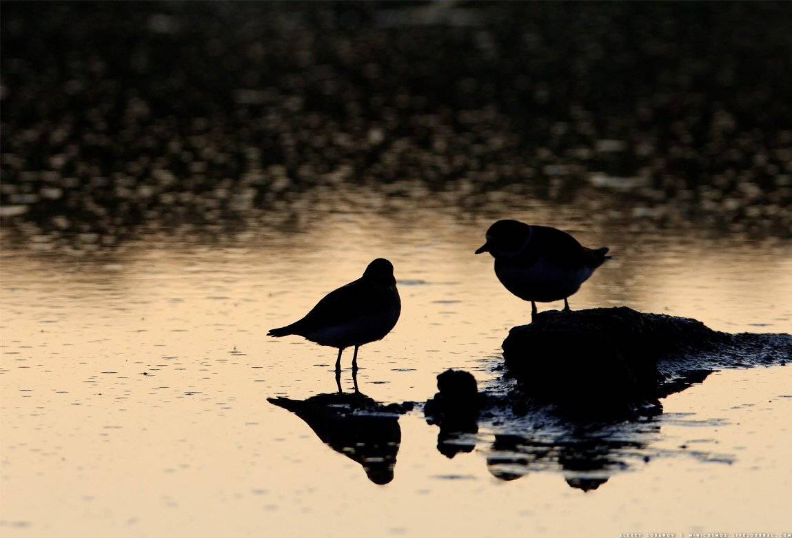 Галстучник, Кулик-воробей, Рассвет, Алексей Лобанов