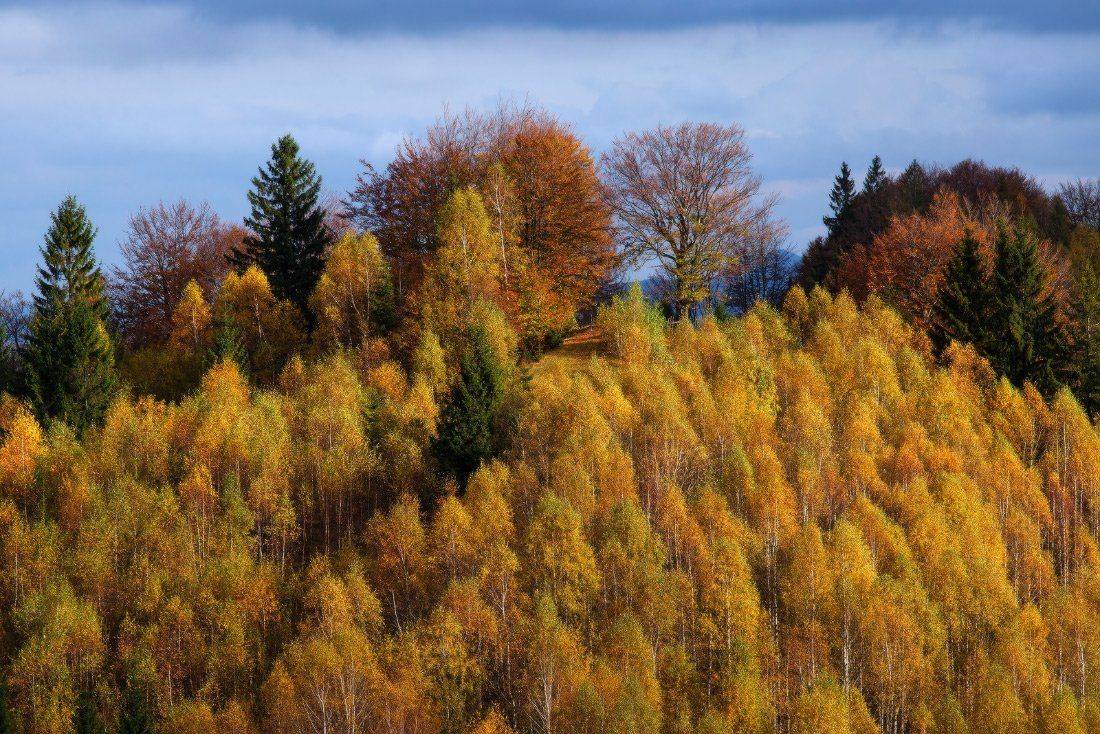 , Ярослав Тюрменко (Jaremi)