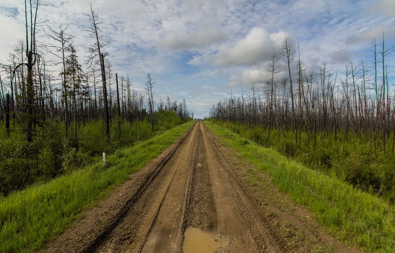 якутия, вечная мерзлота, лес, болото, сибирь Якутия - отступление вечной мерзлоты. Дорога. фото превью