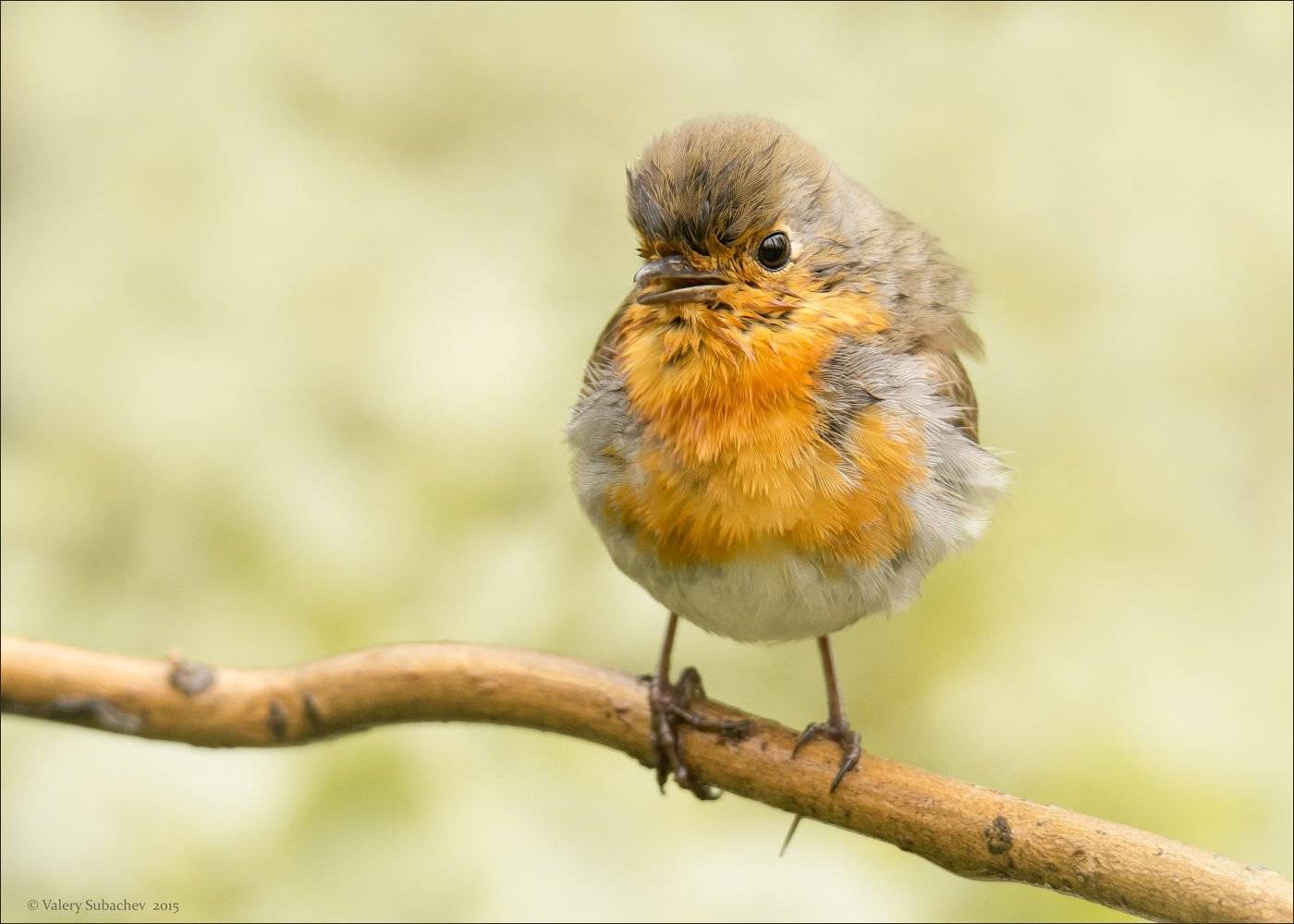 , Валерий Субачев