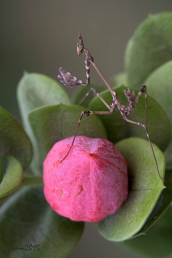 , Игорь ФУММ