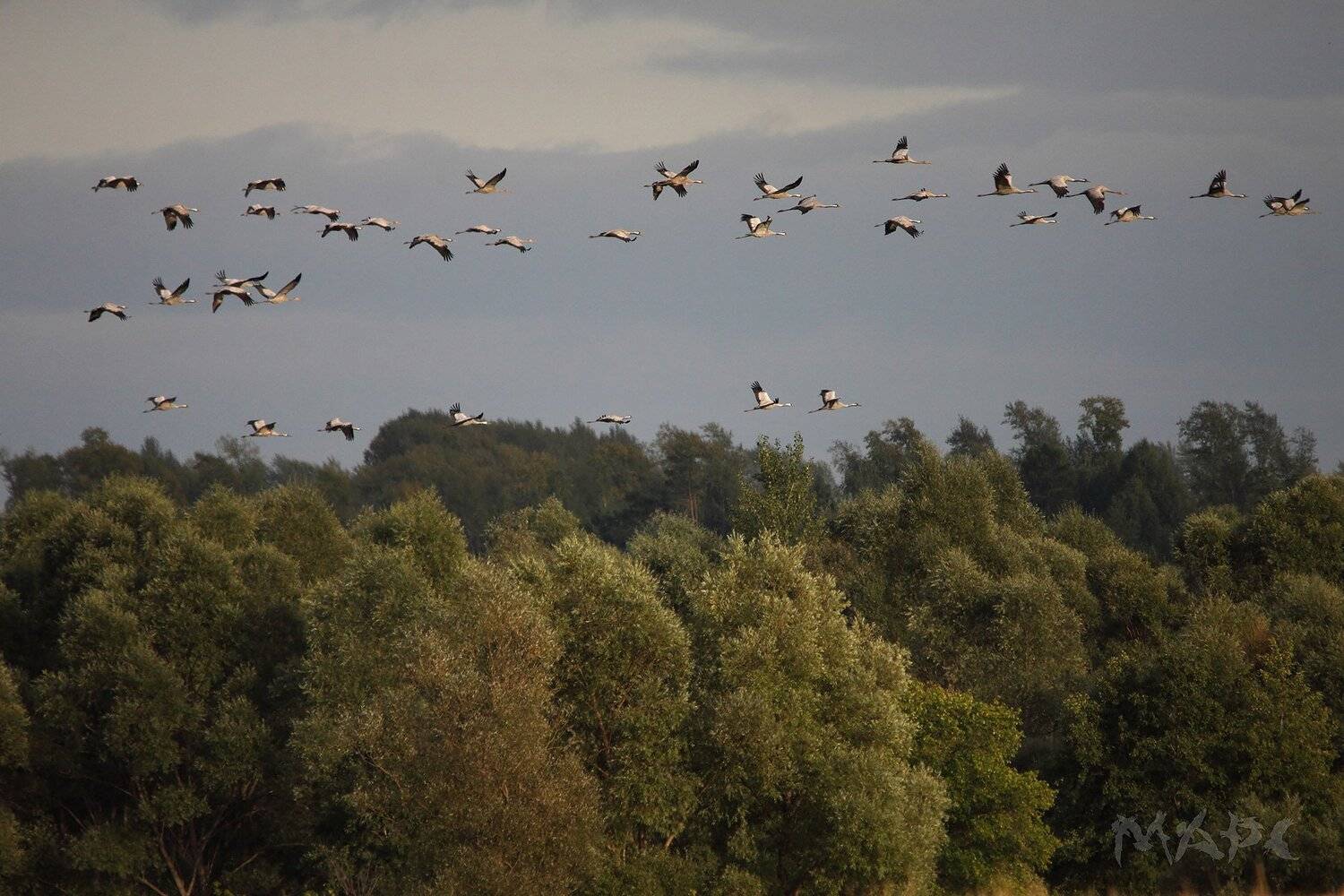 , Шангареев Марс