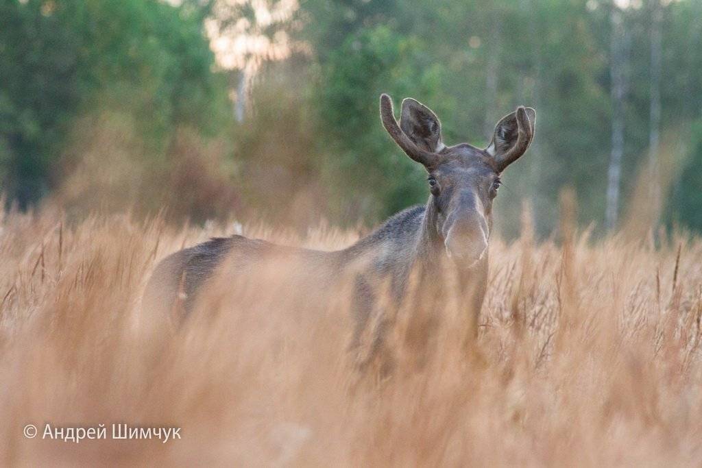 , Андрей Шимчук