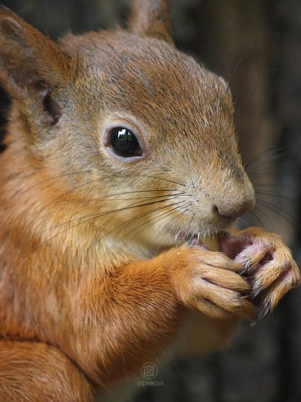 Бельчонок с арахисом фото превью