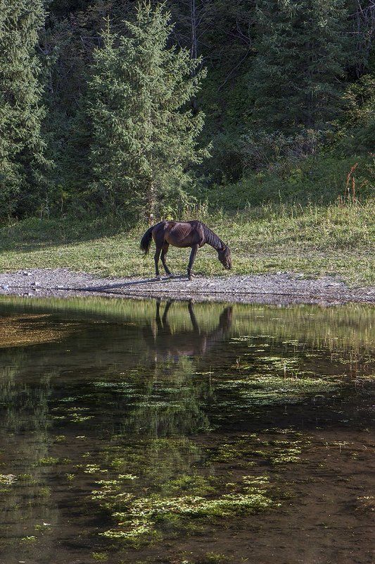 На берегу горного озера. фото превью