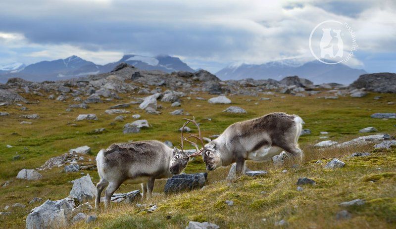 шпицберген, дикий северный олень Бодание диких северных оленей фото превью