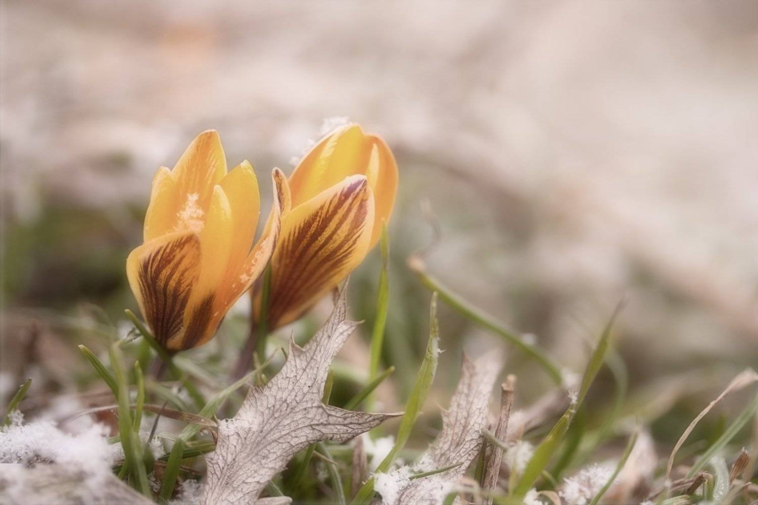 , Роман Рысь