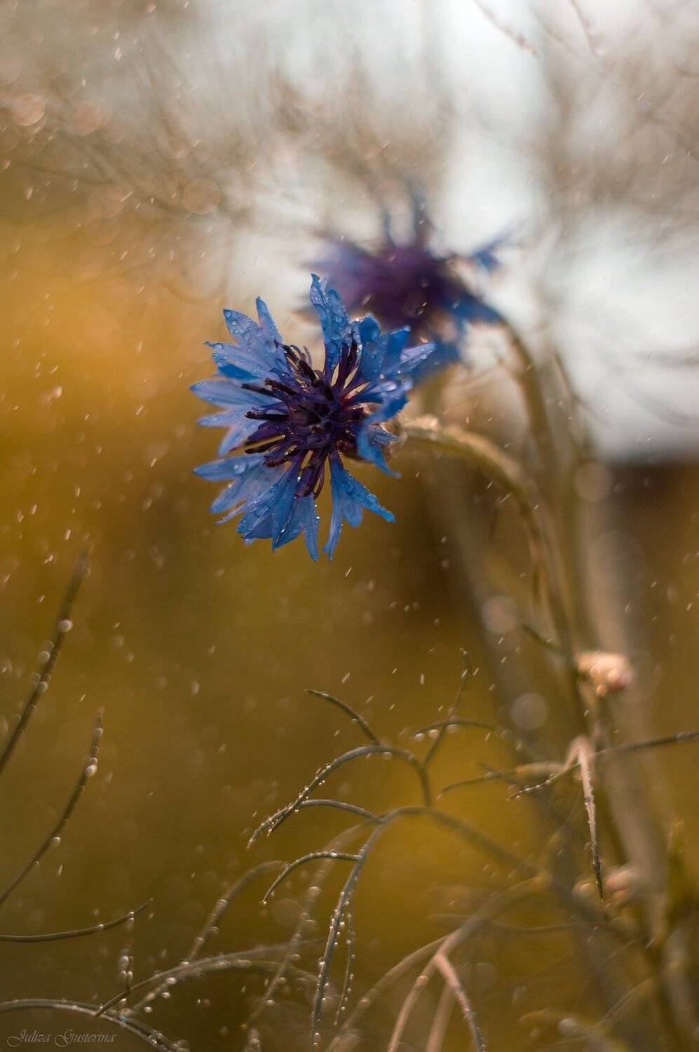 , Юлия Густерина