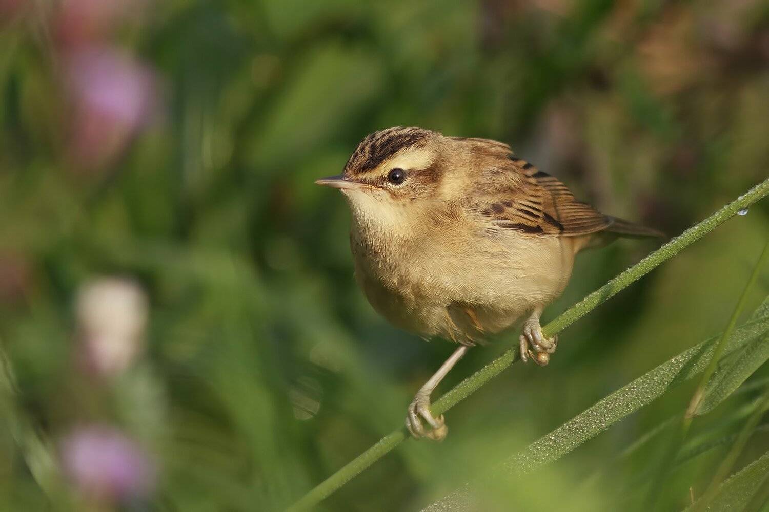 Камышевка барсучок, Ляпустин Юра