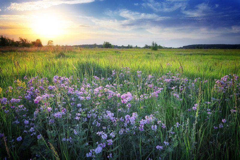 landscape, russia, summer, volga, волга, лето, пейзаж, россия *** фото превью