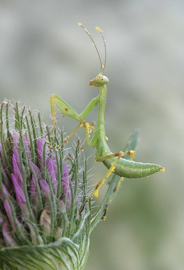 , Сергей Таланов