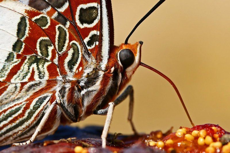 Pasha фото превью