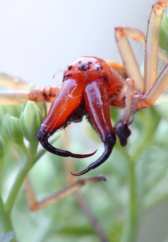Челюсти фото превью