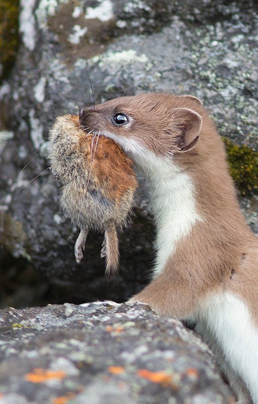 С добычей фото превью