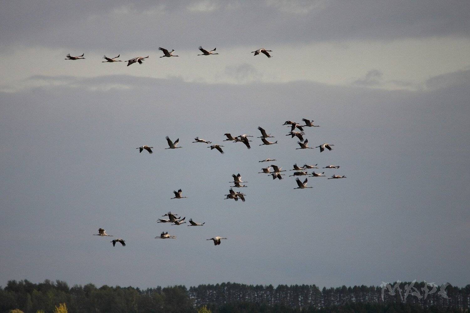 , Шангареев Марс