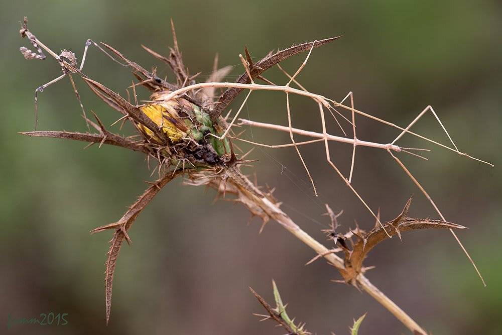 , Игорь ФУММ