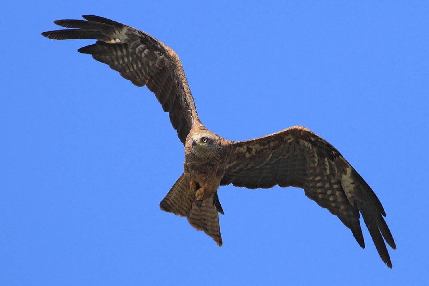 400mm, 7D, Animals, Birds, Red kite, Животные, Красный коршун, Птицы, Yuri Gomelsky