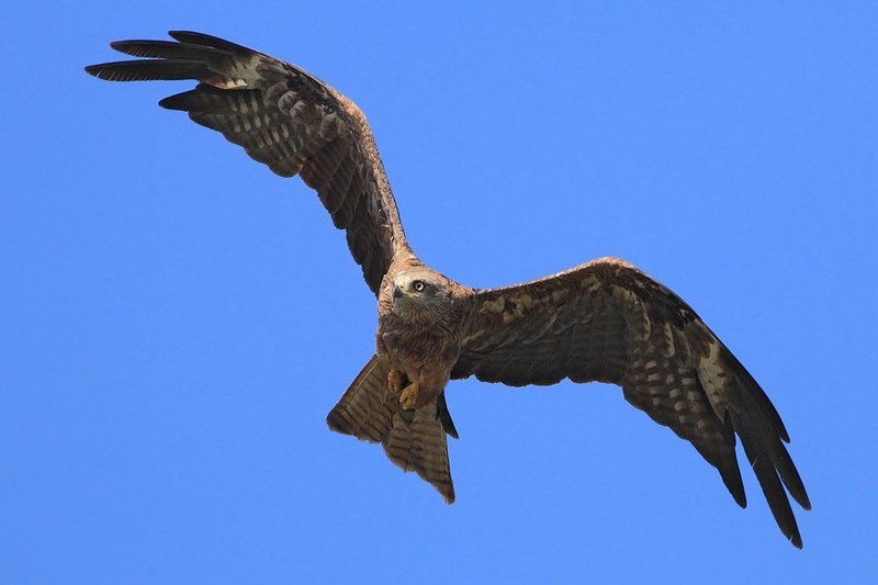 400mm, 7D, Animals, Birds, Red kite, Животные, Красный коршун, Птицы Красный коршун фото превью